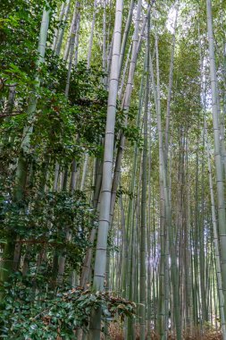 Japonya 'nın Osaka şehrinde sonbahar zamanı.