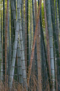 Japonya 'nın Osaka şehrinde sonbahar zamanı.