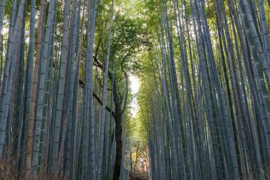 Japonya 'nın Osaka şehrinde sonbahar zamanı.