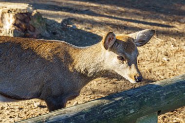 Osaka Japonya 'da sonbahar zamanı