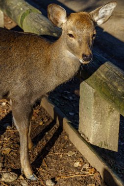 Osaka Japonya 'da sonbahar zamanı