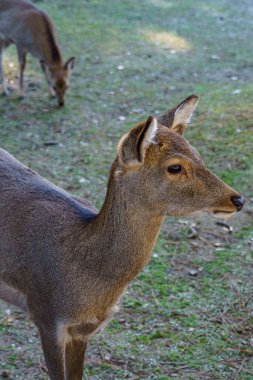 Japonya 'da osaka ve kyoto