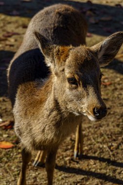 Japonya 'da osaka ve kyoto