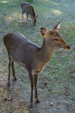 Japonya 'da osaka ve kyoto