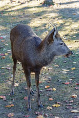 Japonya 'da osaka ve kyoto