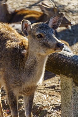 Japonya 'da osaka ve kyoto