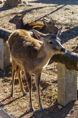 Japonya 'da osaka ve kyoto