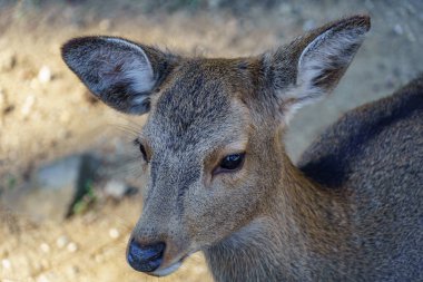 Japonya 'da osaka ve kyoto