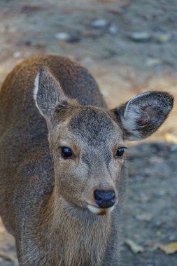 Japonya 'da osaka ve kyoto