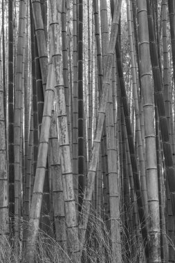 Japonya 'daki Osaka şehri.