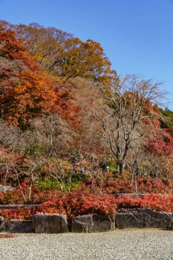 Osaka 'da sonbahar zamanı