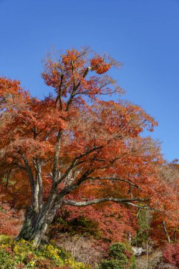 Osaka 'da sonbahar zamanı