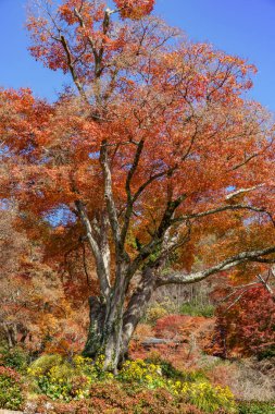 Japonya 'daki Osaka şehri.