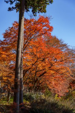 Japonya 'daki Osaka şehri.