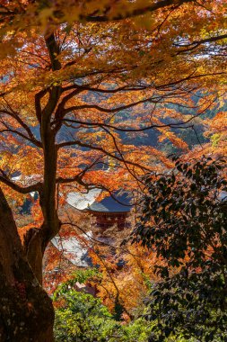 Sonbahar zamanı Japonya 'da osaka.