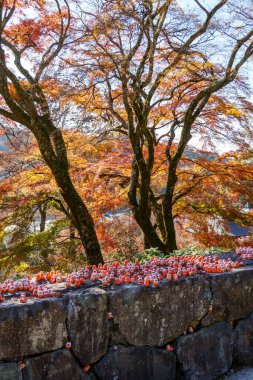 Sonbahar zamanı Japonya 'da osaka.