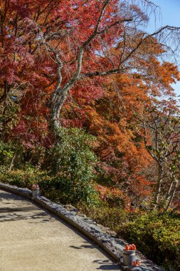 Sonbahar zamanı Japonya 'da osaka.