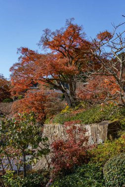 Sonbahar zamanı Japonya 'da osaka.