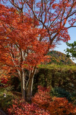 Sonbahar zamanı Japonya 'da osaka.