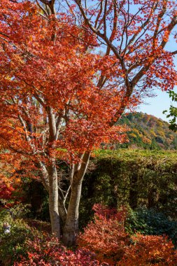 Sonbahar zamanı Japonya 'da osaka.