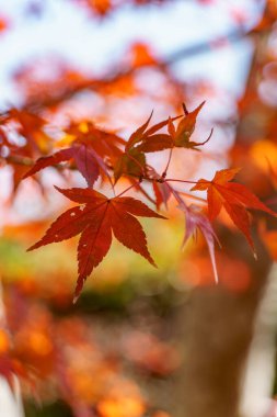 Sonbahar zamanı Japonya 'da osaka.