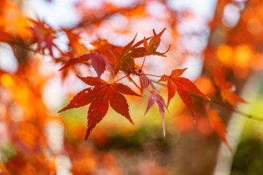 Sonbahar zamanı Japonya 'da osaka.
