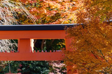 Sonbahar zamanı Japonya 'da osaka.