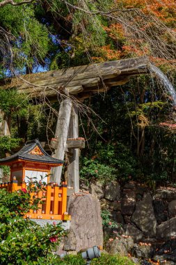 Oak Japonya 'da sonbahar zamanı