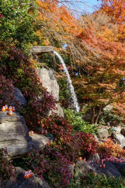 Oak Japonya 'da sonbahar zamanı