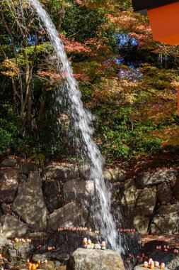 Oak Japonya 'da sonbahar zamanı