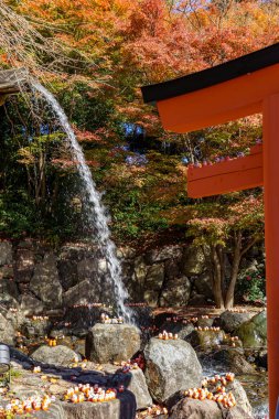 Oak Japonya 'da sonbahar zamanı