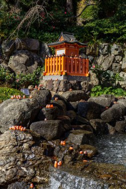 Oak Japonya 'da sonbahar zamanı