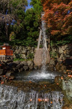 Oak Japonya 'da sonbahar zamanı