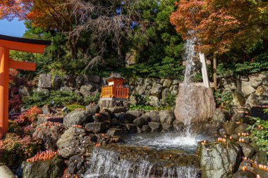 Oak Japonya 'da sonbahar zamanı