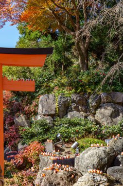 Oak Japonya 'da sonbahar zamanı