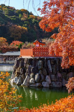 Oak Japonya 'da sonbahar zamanı