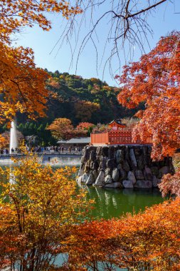 Oak Japonya 'da sonbahar zamanı