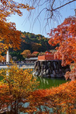 Oak Japonya 'da sonbahar zamanı