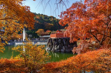 Oak Japonya 'da sonbahar zamanı