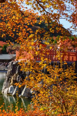 Oak Japonya 'da sonbahar zamanı