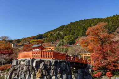 Oak Japonya 'da sonbahar zamanı