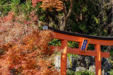 Oak Japonya 'da sonbahar zamanı