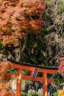 Oak Japonya 'da sonbahar zamanı