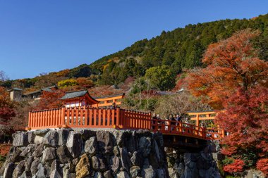 Oak Japonya 'da sonbahar zamanı