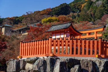 Oak Japonya 'da sonbahar zamanı