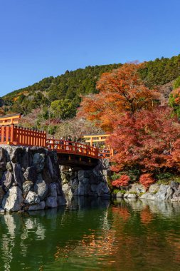 Oak Japonya 'da sonbahar zamanı