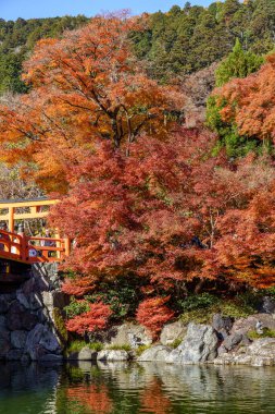 Oak Japonya 'da sonbahar zamanı