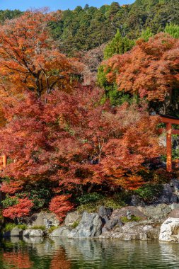 Oak Japonya 'da sonbahar zamanı