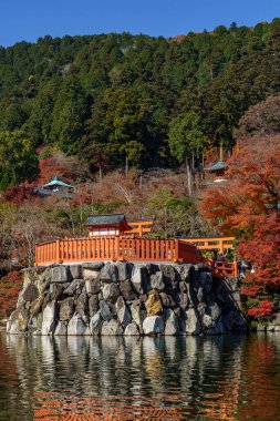 Oak Japonya 'da sonbahar zamanı