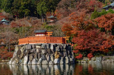 Oak Japonya 'da sonbahar zamanı